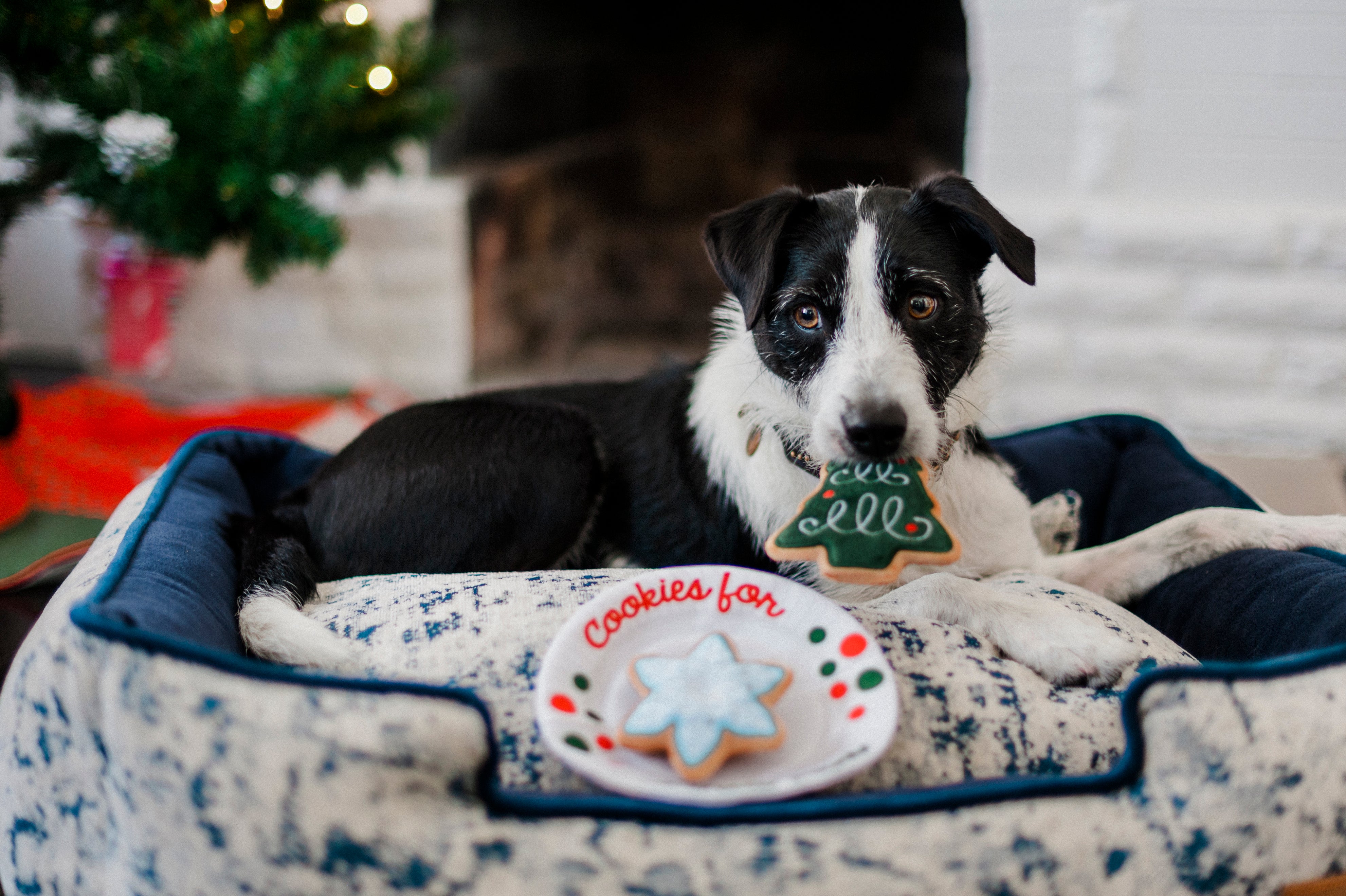 Merry Woofmas Christmas Eve Cookies