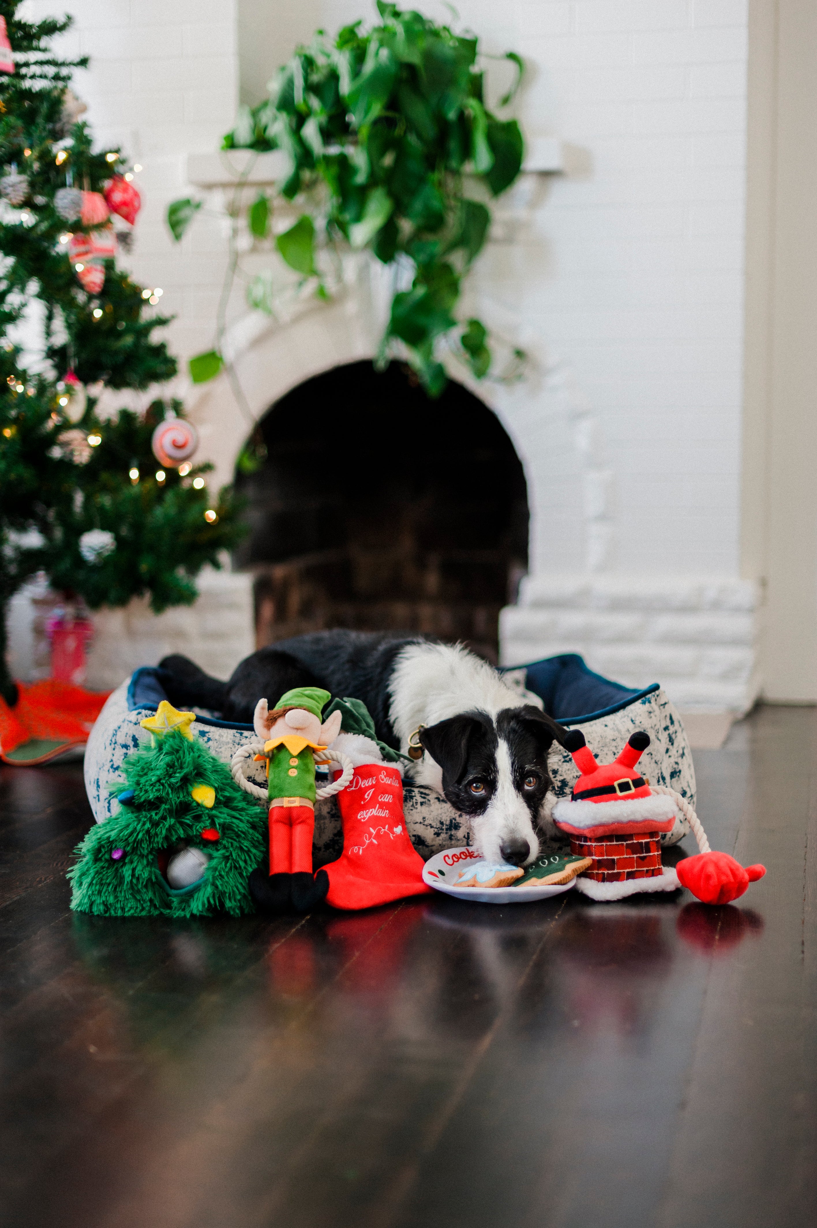 Merry Woofmas Christmas Eve Cookies